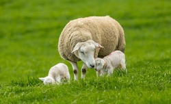 Texel cross Ewe (female sheep) with her newborn lambs. Concept: Mother's love. Sheep and lambs in lush green meadow in Spring time. Yorkshire Dales, England, UK. Landscape, horizontal. Space for copy.