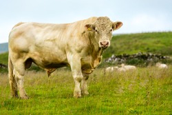 Bull, large Charolais bull stood magestically in lush summer meadow in Yorkshire Dales, England, UK.  The bull has a ring through his nose.  Landscape, horizontal.  Space for copy.
