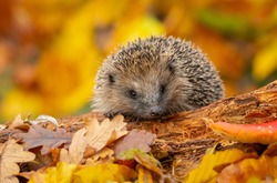 Hedgehog (Scientific name: Erinaceus Europaeus). Wild, native, European hedgehog in Autumn foraging on a fallen log with colourful orange and yellow leaves.  Horizontal.  Space for copy.