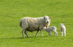 Ewe, a female sheep with her twin newborn lambs in Springtime.  Facing forward in green meadow.  Concept: a mother's love.  Landscape, Horizontal. Space for copy. Yorkshire Dales. UK