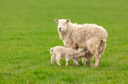 Ewe or female sheep in lush green field with two newborn, twin lambs suckling milk.  Springtime.  Clean background.  Horizontal.  Space for copy.  Yorkshire, England.