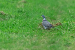 Wood Pigeon, Scientific name: Columba palumbus.  Adult wood pigeon foraging in natural farmland habitat.  Facing left.  Horizontal.  Space for copy.