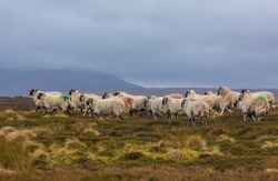 A flock of Swaledale Sheep heading home across misty moorland in the depths of Winter.  Swaledale Sheep are a hardy breed native to the Yorkshire Dales, UK.  Horizontal.  Space for copy.