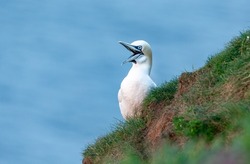 Close up of a happy gannet at Bempton Cliffs, East Yorkshire, UK.  Scientific name: Morus bassanus, Northern gannet laughing with beak open.   Facing left.  Clean blue  background.  Copy space.