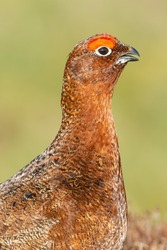 Portrait head and shoulders of a Red Grouse male displaying his vivid red eyebrows with open beak. Facing right. Scientific name: Lagopus Lagopus. Close up. Clean background with copy space.   