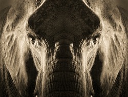 This artistic rendering of an elephant portrait with strong, dramatic back lighting makes for a powerful image. This symmetrical image was purposefully created by mirroring this elephant's face.