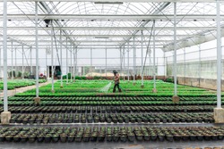 Blurred worker watering plant in green house on morning light. Worker care plant for gardener. flowers cultivation in a green house. Production flowers. Plants crop in greenhouse.