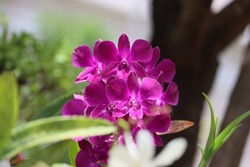 Cambodia. Dendrobium bigibbum, commonly known as the Cooktown orchid or mauve butterfly orchid, is an epiphytic or lithophytic orchid in the family Orchidaceae.