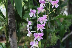 Cambodia. Dendrobium bigibbum, commonly known as the Cooktown orchid or mauve butterfly orchid, is an epiphytic or lithophytic orchid in the family Orchidaceae.