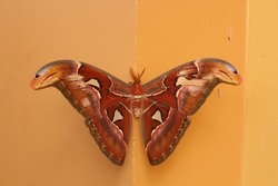 Cambodia. Attacus atlas, the Atlas moth, is a large saturniid moth endemic to the forests of Asia. The species was first described by Carl Linnaeus in his 1758 10th edition of Systema Naturae.