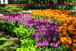 Tulips in the May garden. Blooming tulips. Tulip festival in Saint Petersburg, Russia. Tulip flowers garden