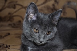 Portrait of a smoky kitty. Kitty portrait. Cute kitty portrait. Kitty eyes