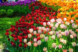 Tulips in the May garden. Blooming tulip flowers. Tulip festival in Russia. Blooming tulips