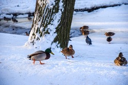 Ducks in the snow during wintering. Duck and drake in winter snow scene. Ducks in winter. Ducks on snow