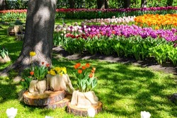 Tulip Festival in the city park. Tulips in spring. Tulips in Russia. Spring festival of tulips in Saint Petersburg
