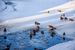 Ducks on a frozen river in winter. Ducks in winter. Ducks on snow. Ducks in winter water