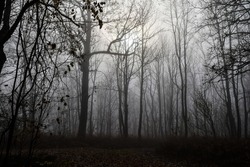 Silhouettes of trees in a misty forest. Misty forest trees in morning fog. Misty forest trees background. Misty forest in fog