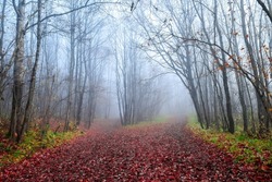 A trail of red autumn leaves in a misty autumn forest. Misty autumn forest trails. Red autumn in misty forest. Morning fog in autumn forest