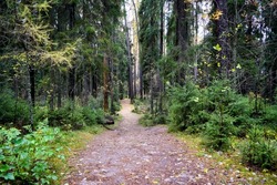 A trail in the wild forest. Forest trail view. Trail in larch forest. Larch wood trail landscape