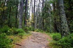 A trail in the forest. Forest trail view. Trail in forest. Forest trail landscape