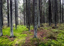 Trees in a mossy forest. Nothern forest trees. Mossy forest trees background. Mossy forest in Russia