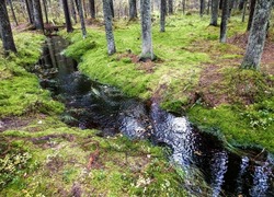 A stream in a mossy forest. Nothern mossy forest in Russia. Beautiful mossy forest stream flow. Mossy forest cold creek