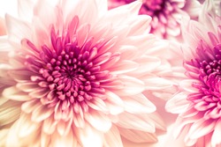 Pink Chrysanthemum flowers