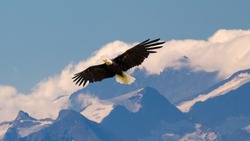 Bald eagle flying and gliding slowly and majestic on the sky over high mountains. Concept of wildlife and pure nature.