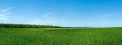 Panorama of green wheat field,
panorama of fresh green wheat field in Ukraine