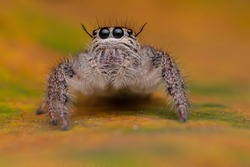 Super macro on Jumping Spider. This spider is known to eat small insects like grasshoppers, flies, bees as well as other small spiders.