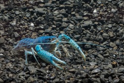 Blue Crayfish on the rock