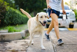 Yellow Labrador Retriever dog walking besides owner outdoor on pavement