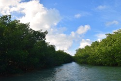 Mangroves within the Florida Keys, Key Largo. 