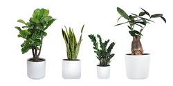 Plants in white ceramic pot: ficus lyrata, Sansevieria, pachira, zz zamioculcas zamiifolia or zanzibar gem plant. Variety of species. Isolated on a white background.