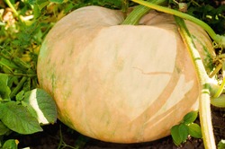 Home-grown autumn pumpkin in a family garden on the vine