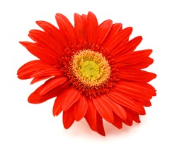 Gerbera flower. Hight res