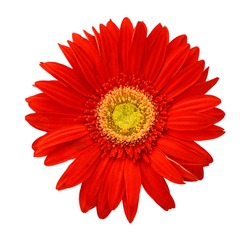 Red gerbera daisy. Isolated on white, with clipping path.