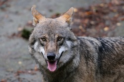 Wolf head portrait, sweden, (canis lupus)