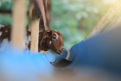 The goat eats grain food in a blue bucket