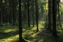 Sunlight in a dark coniferous forest
