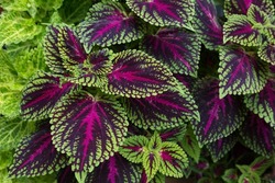 High angle closeup of bright colourful coleus red, purple and green leaves