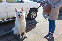 Woman holding her gorgeous young White Swiss Shepherd Dog on lead while standing on sunny sidewalk, Squamish, BC, Canada 