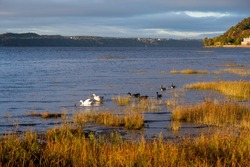 Couple of snow geese foraging for food in the St. Lawrence River during a fall golden hour morning low tide, with Canada geese swimming next to them, Quebec City, Quebec, Canada