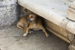Large yellow labrador-type dog lying under a stone bench in Havana looking up pleadingly