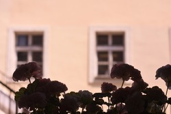 Closed windows in the beige wall building with flower silhouette on foreground in Bratislava, Slovakia