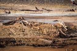 Dry trees stumps on the dead because of heavy metals brown earth in Karabash zone of ecological disaster, Russia