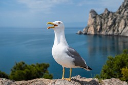 Close-up portrait of white Seagull with wide open yellow beak. The Larus Argentatus or the European herring gull. One of the best known of all gulls of Europe