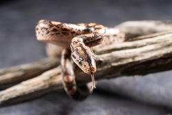The baby boa constrictor stuck out its tongue. A small boa constrictor crawls on a tree on a gray background. Close-up.