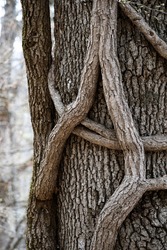 A thick trunk of a tree is entwined with thin branches close-up. Abnormal tree growth. Dense forest