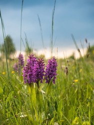 A group of orchids (spotted orchids) stands in front of a blue sky on a blooming summer meadow.